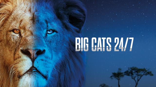 Big Cats 24/7