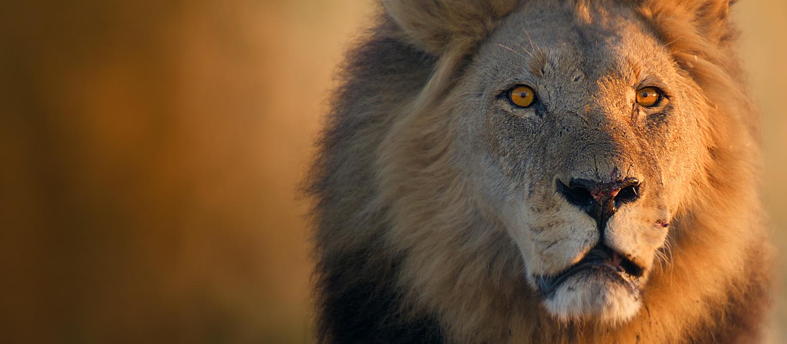 Big Cats 24/7