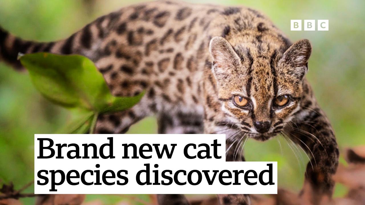 Scientists discover new cat species for the first time in over a century