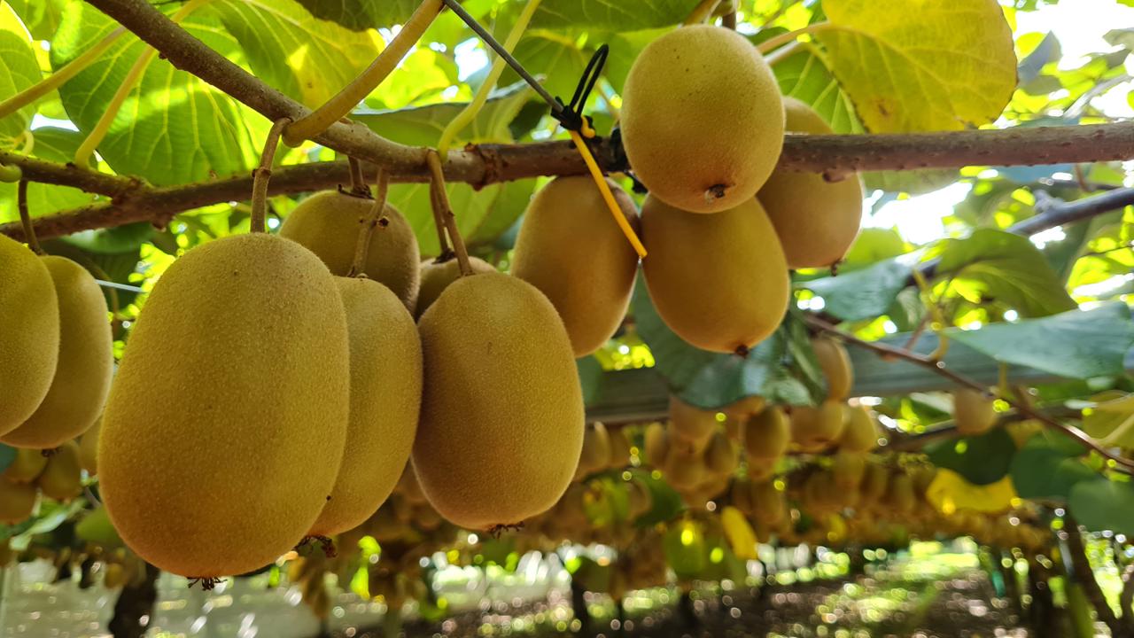 Fruitful Future