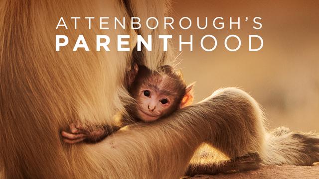 Attenborough's Parenthood