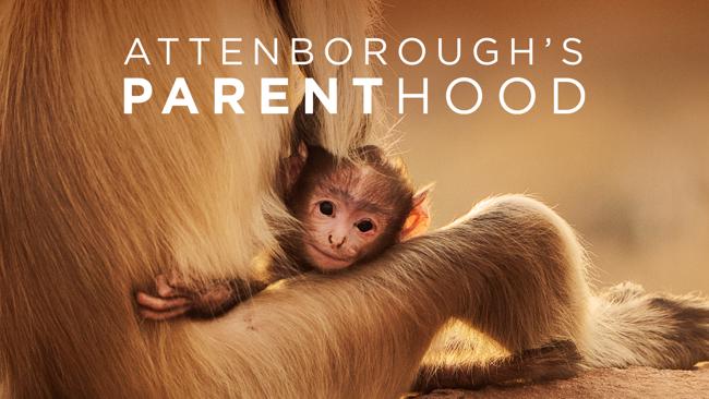 Attenborough's Parenthood