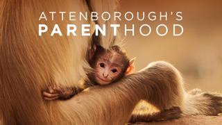 Attenborough's Parenthood