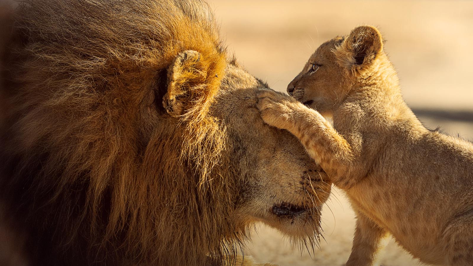Attenborough's Parenthood