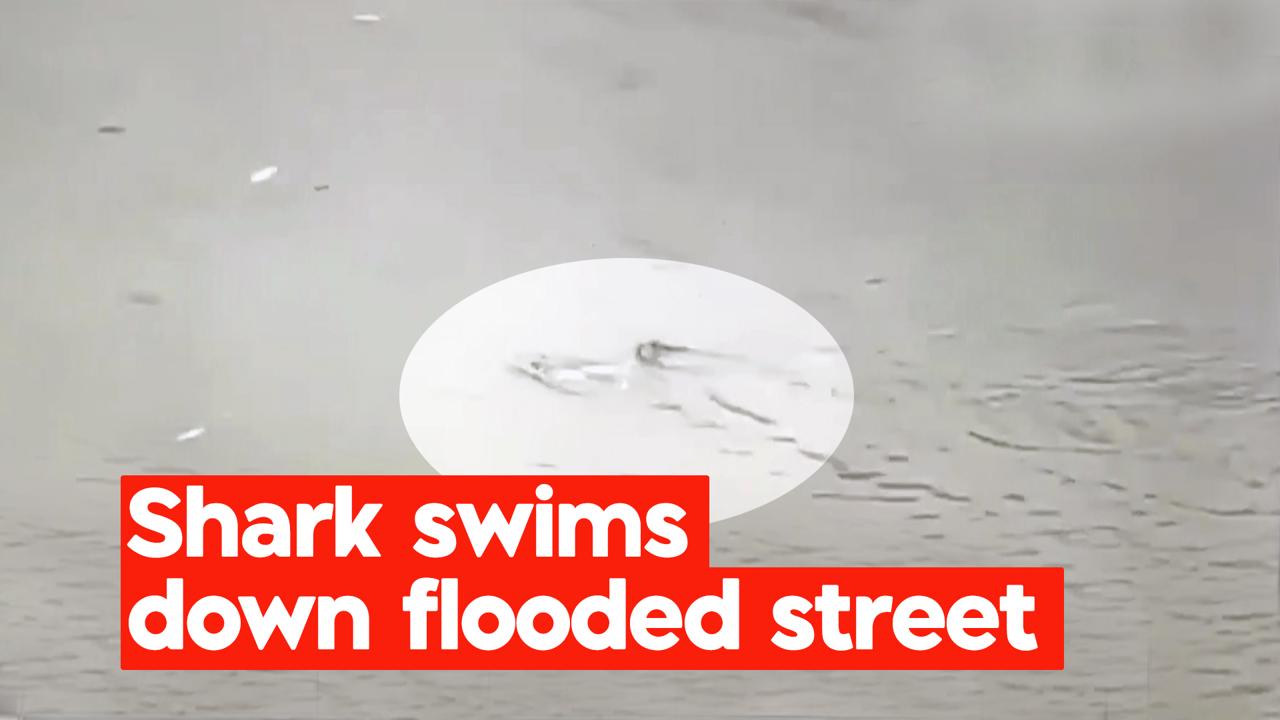 News in 90 seconds: Moment shark swims down flooded US street