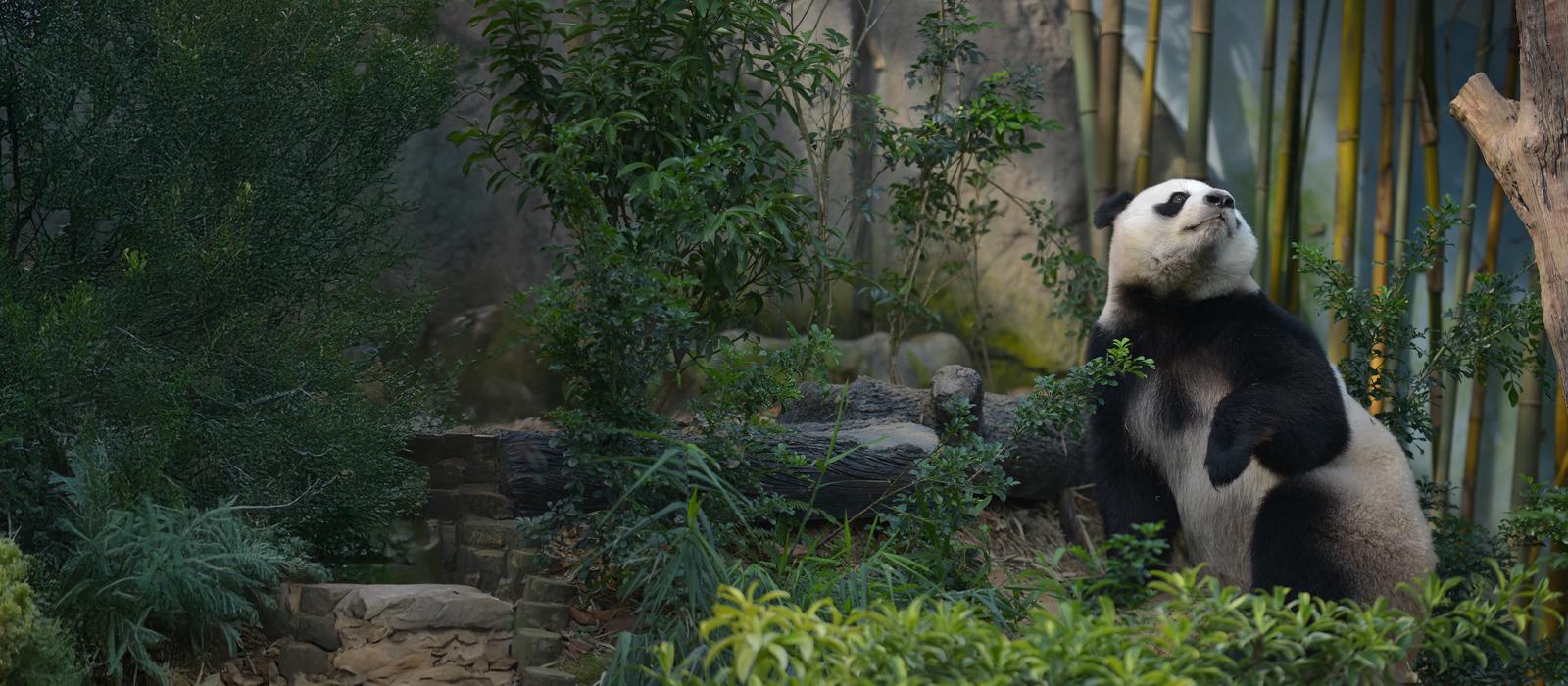 Making Pandas