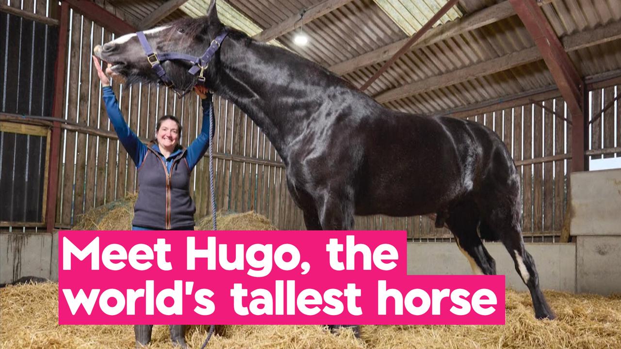 Giant horse, world's narrowest car, among 2027 Guinness World Records