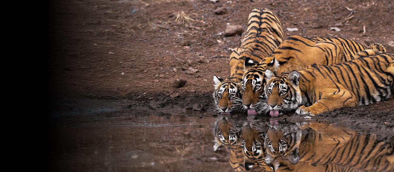 Legendary Tigers Of India