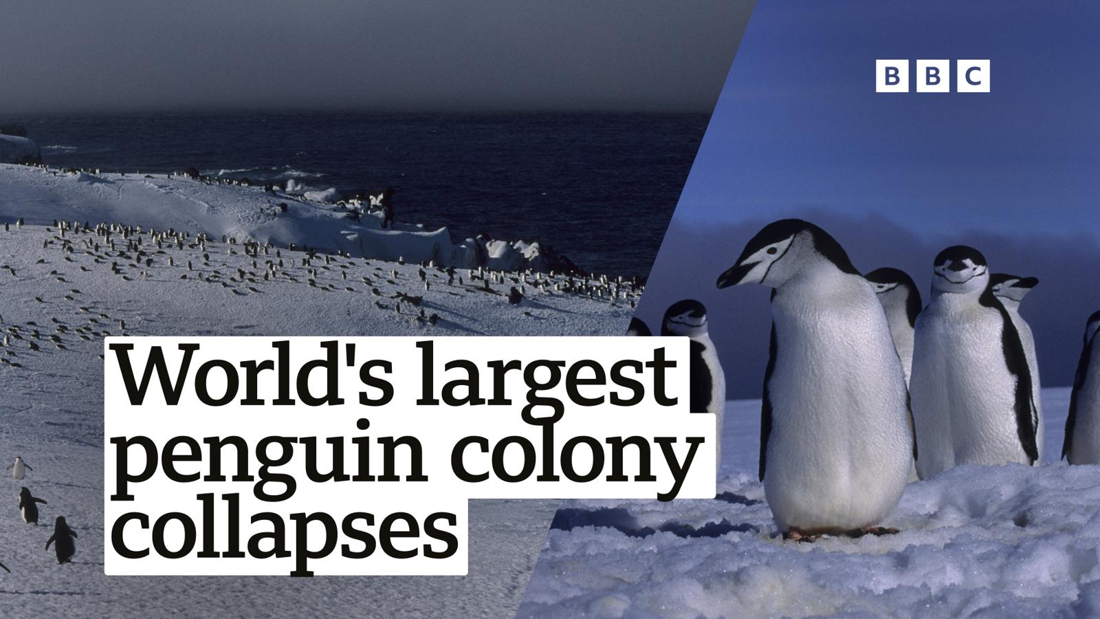 World's largest penguin colony shrinks by two thirds in new subantarctic survey