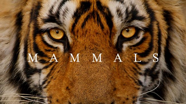 Mammals