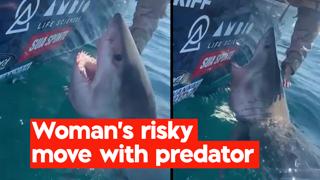 News in 90 seconds: Moment woman pats great white shark