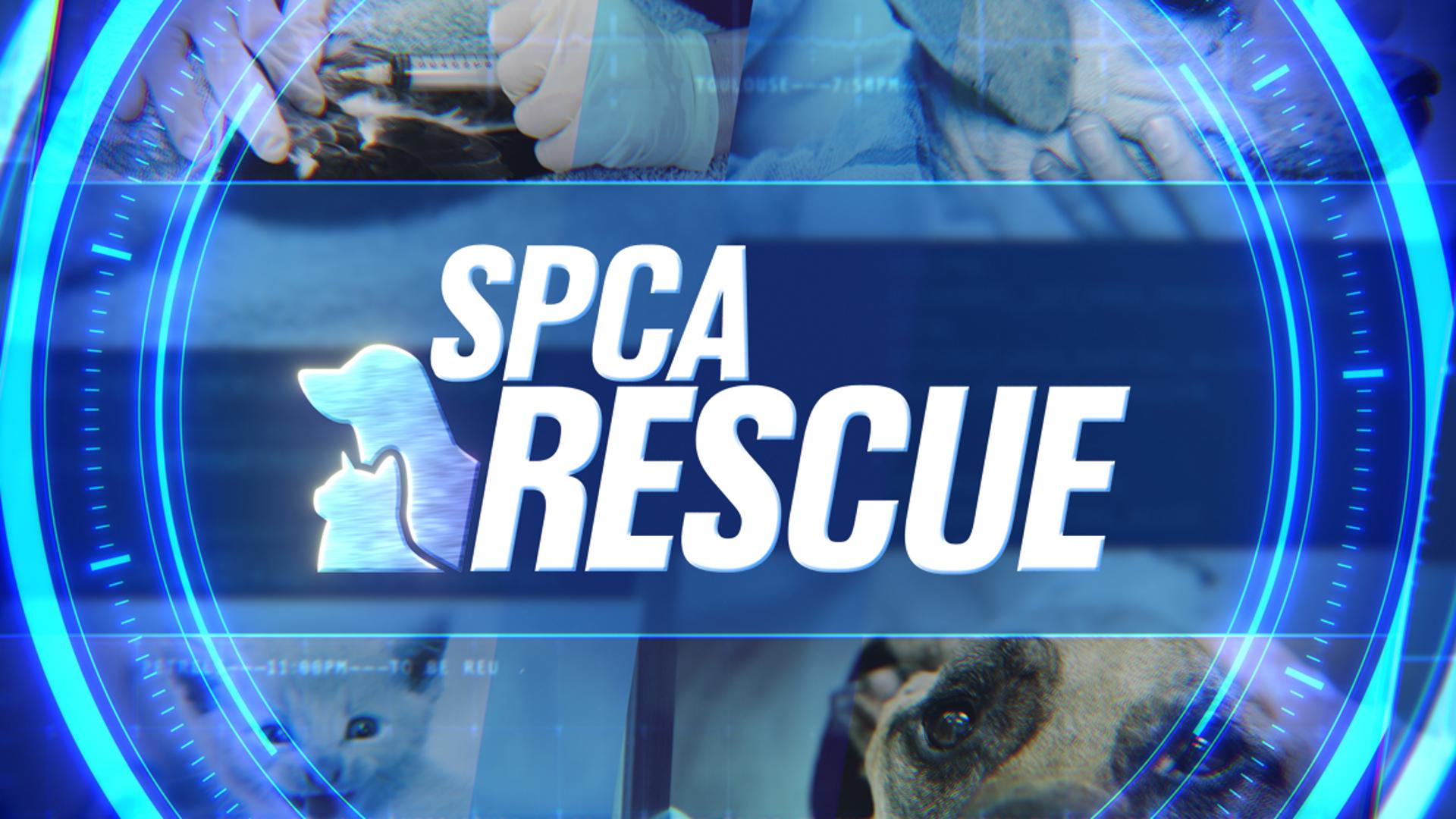 Spca Rescue Operations SPCA Rescue