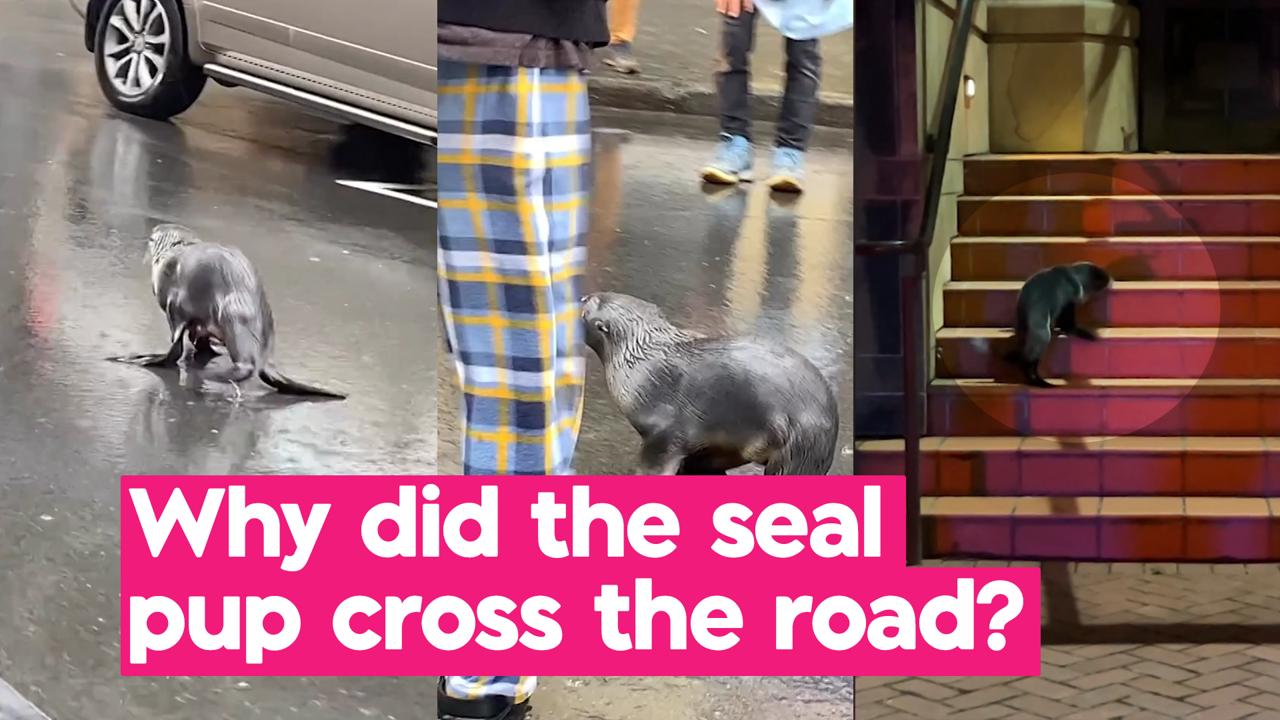 Watch: Seals invade Wellington, with one busted trying to enter cathedral