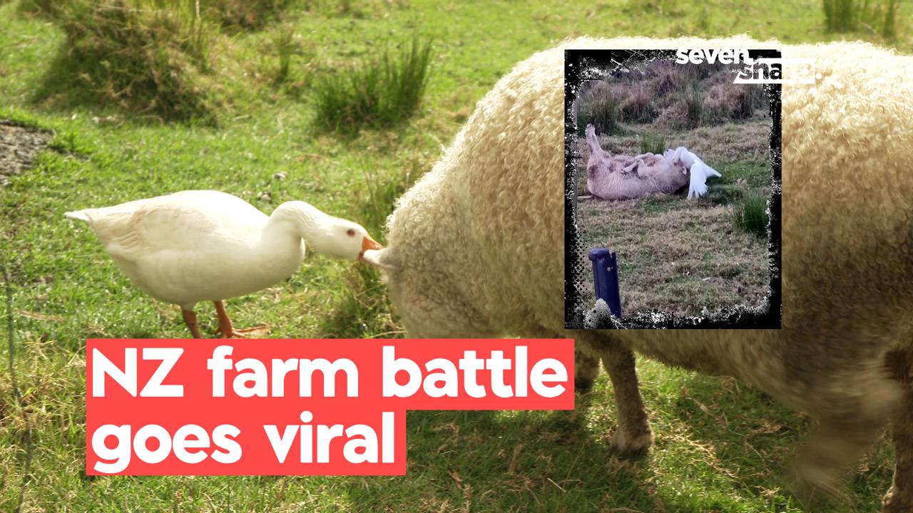 Goose v sheep: West Auckland showdown racks up a million views
