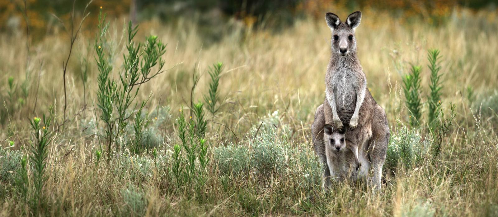 Kangaroo Mob 1