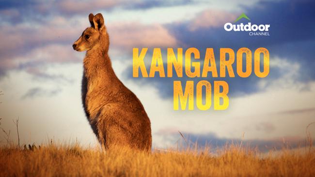 Kangaroo Mob