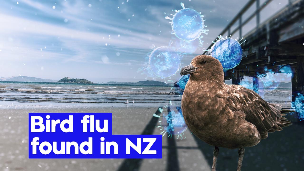 A case of H5 bird flu has been confirmed in New Zealand