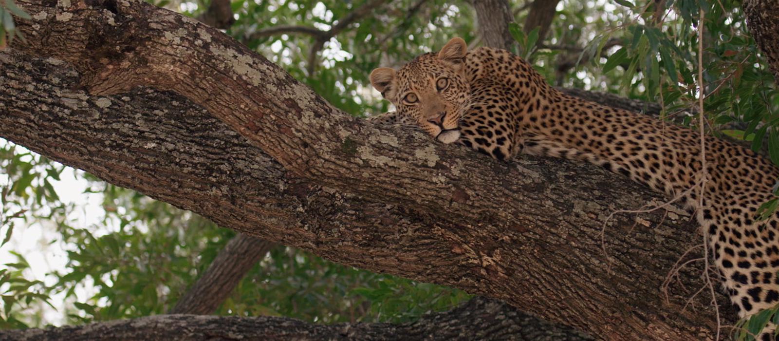 Hard Truths Of Conservation
