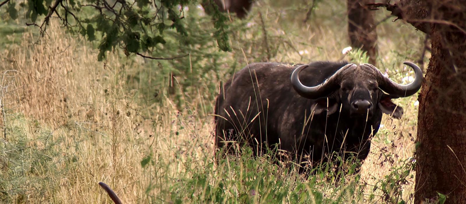 Buffalo Fever