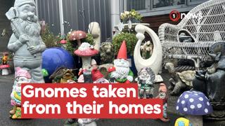 Recognise these guys? The curious case the gnome crime spree