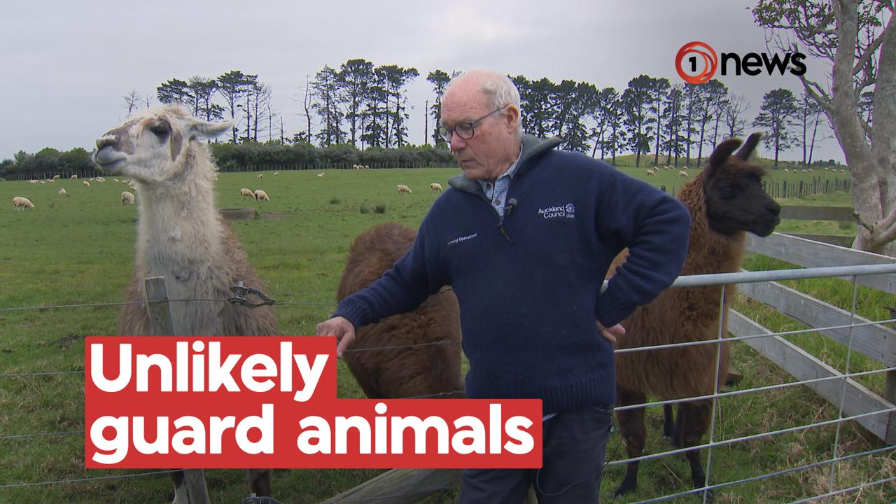 Llamas become unlikely guard animals in council push to protect sheep from dog attacks